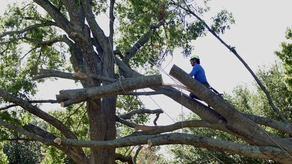 Professional Hazardous Tree Removal performed by certified arborists in Island