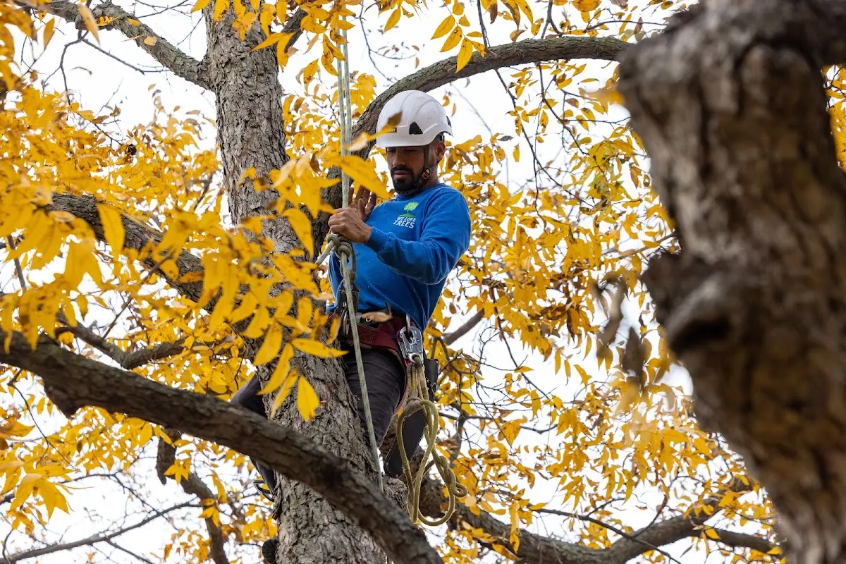 Skilled Dead Tree Removal crew working in Island