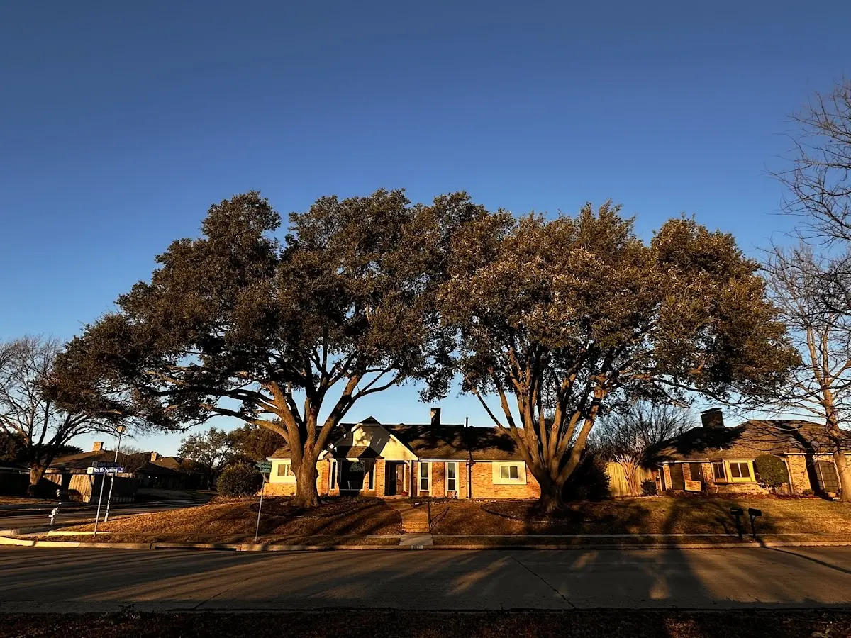 Established residential canopy tree shading a home in Island